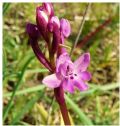 Orchis quadripunctata